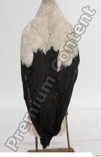 Black stork back wing 0001.jpg